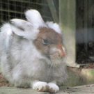 BK_wildpark_FK 37_jpg-1318800678