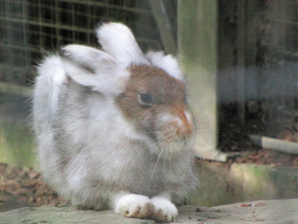 BK_wildpark_FK 37_jpg-1318800678