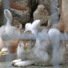 BK_wildpark_FK 38_jpg-1318800681