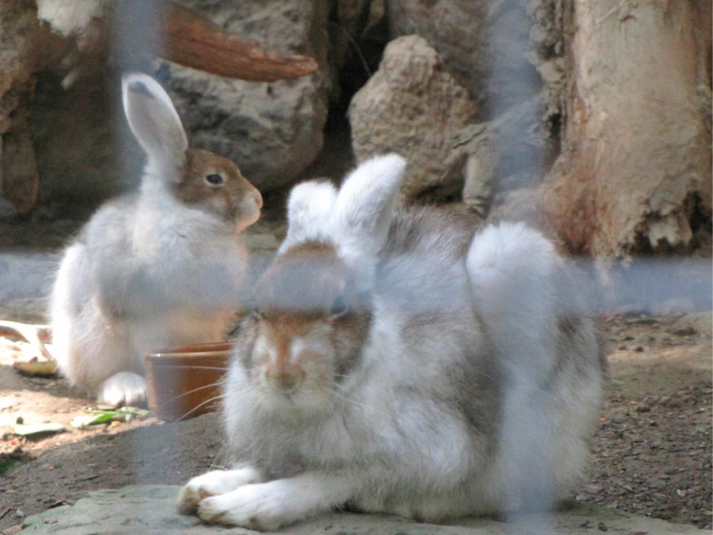 BK_wildpark_FK 38_jpg-1318800681