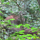 BK_wildpark_FK 45_jpg-1318800709