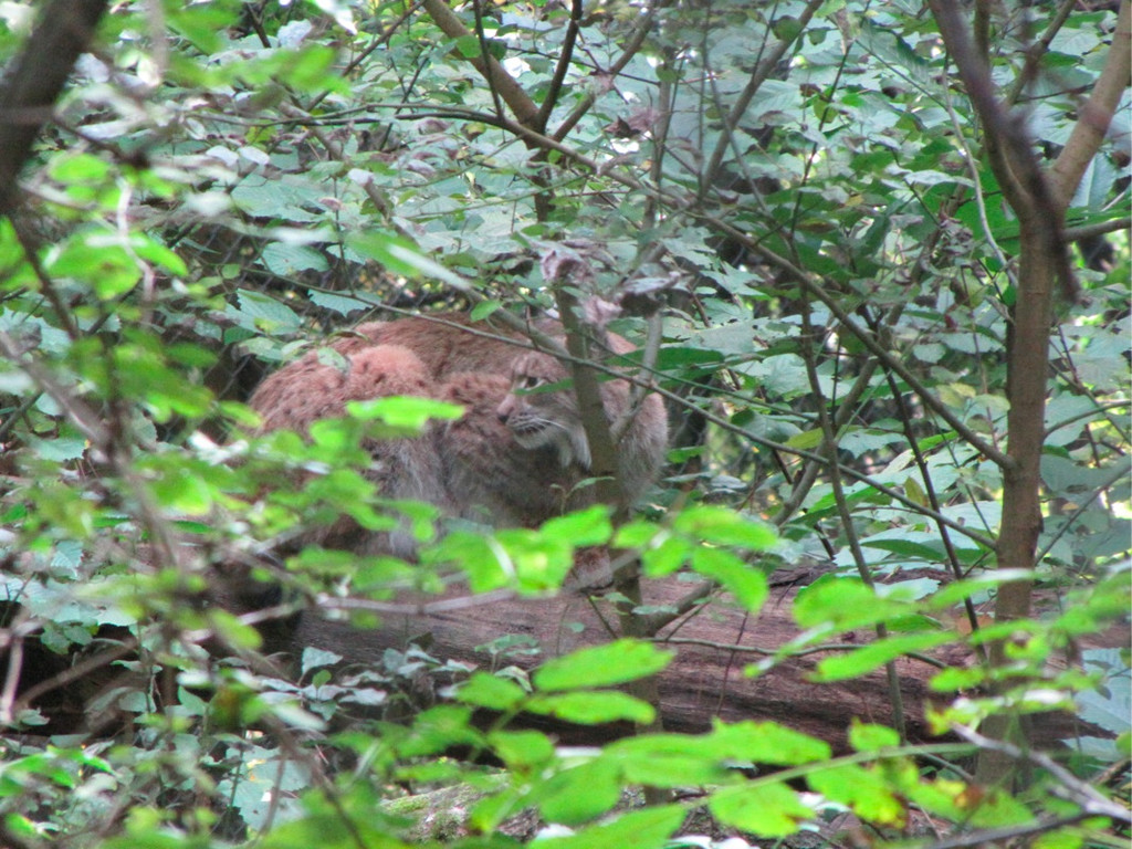 BK_wildpark_FK 45_jpg-1318800709