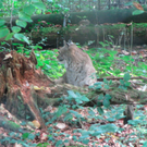 BK_wildpark_FK 46_jpg-1318800712