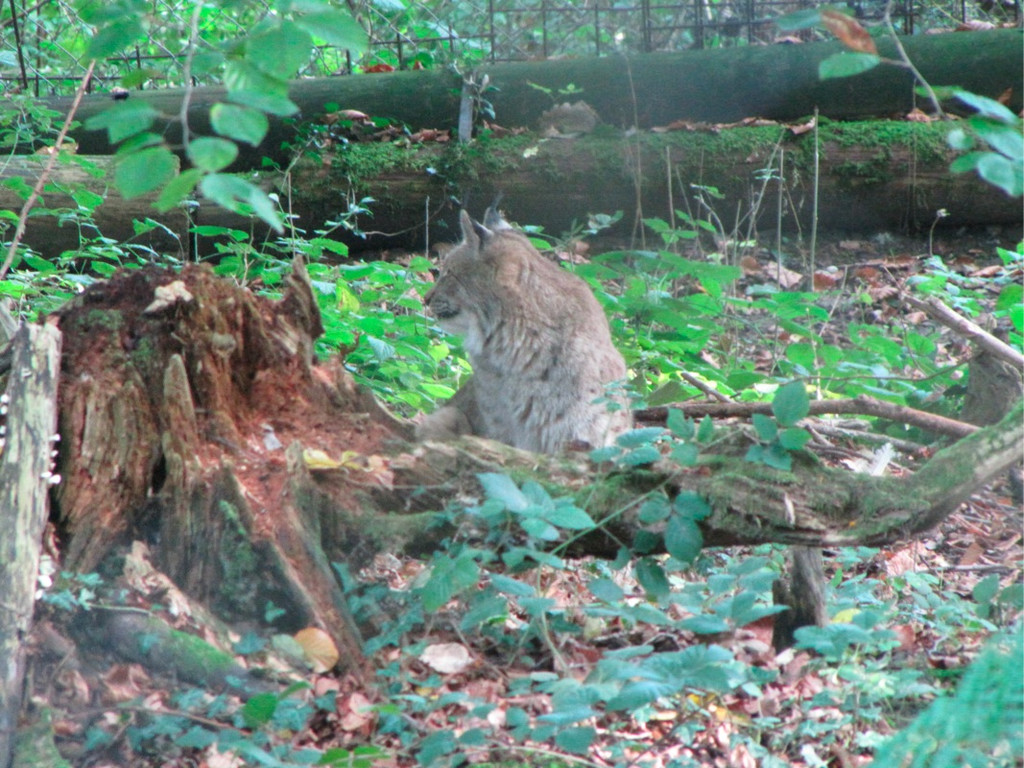 BK_wildpark_FK 46_jpg-1318800712