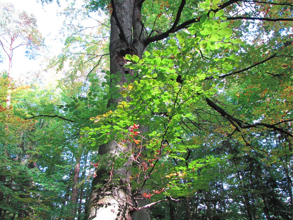 BK_wildpark_FK 55_jpg-1318800751