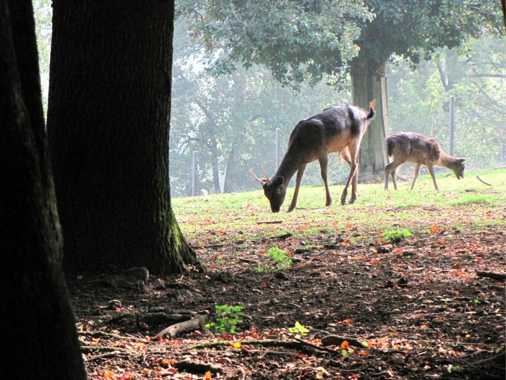 BK_wildpark_FK 59_jpg-1318800773