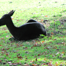 BK_wildpark_FK 60_jpg-1318800777