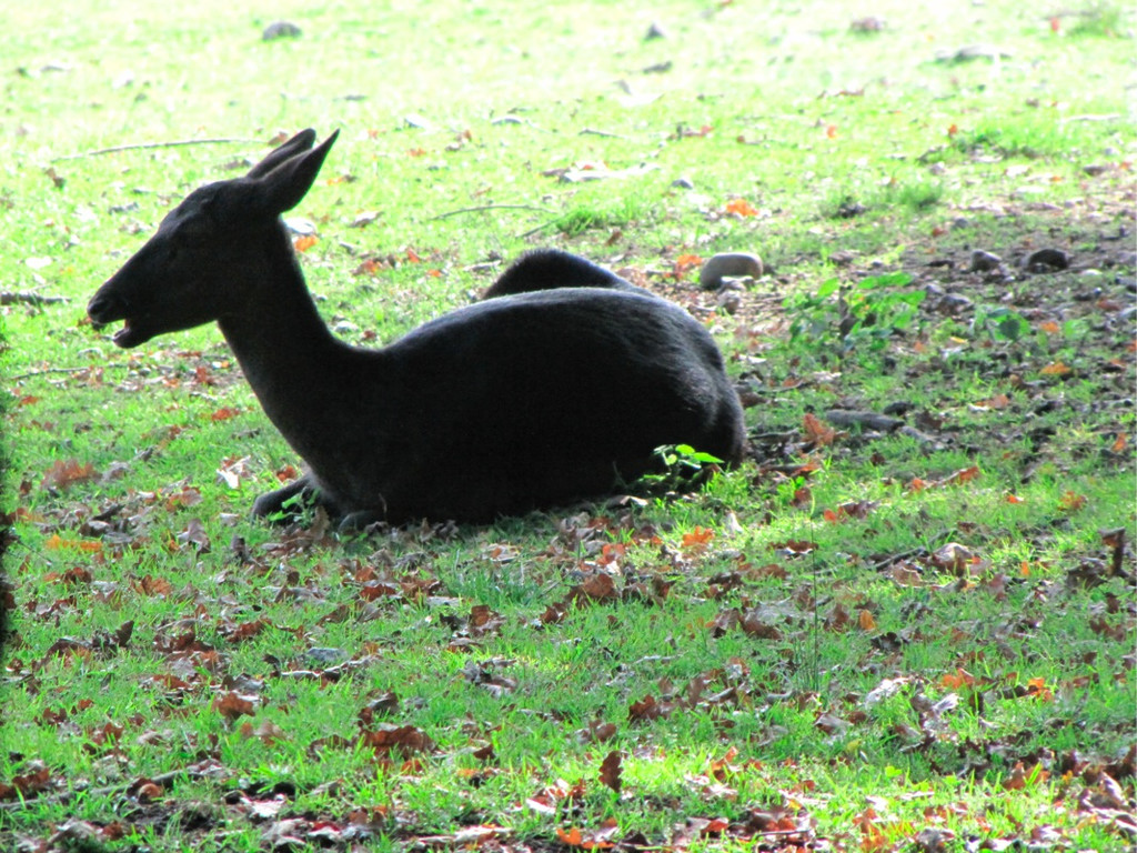 BK_wildpark_FK 60_jpg-1318800777