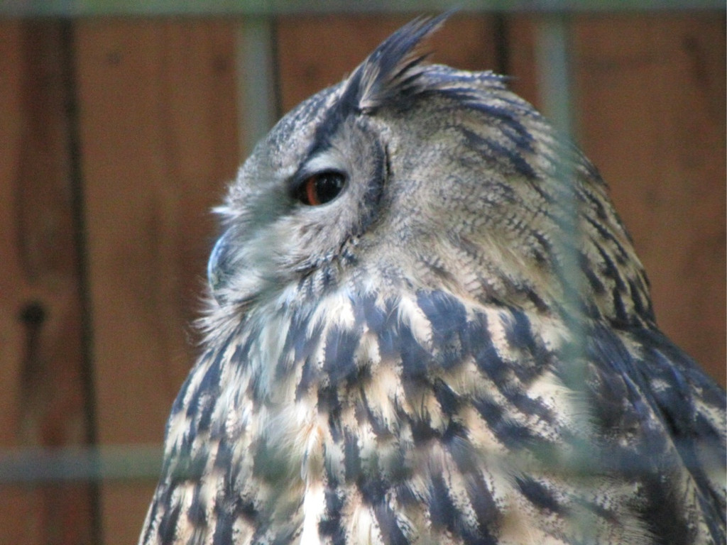 BK_wildpark_FK 63_jpg-1318800787