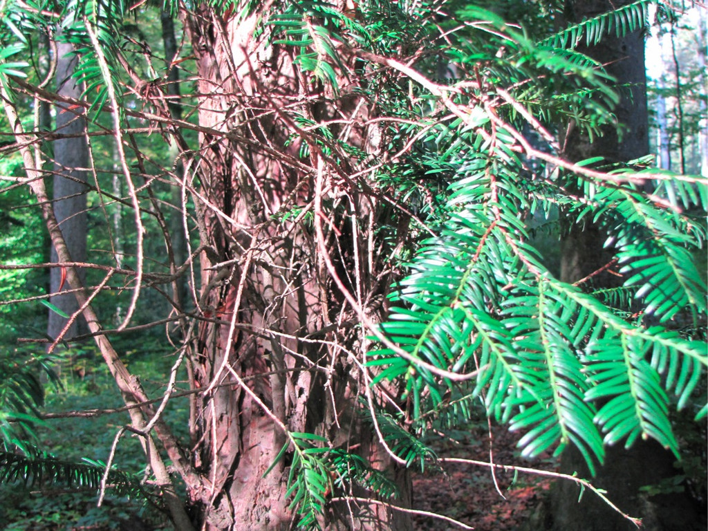 BK_wildpark_FK 66_jpg-1318800797