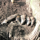 BK_wildpark_FK 71_jpg-1318800819