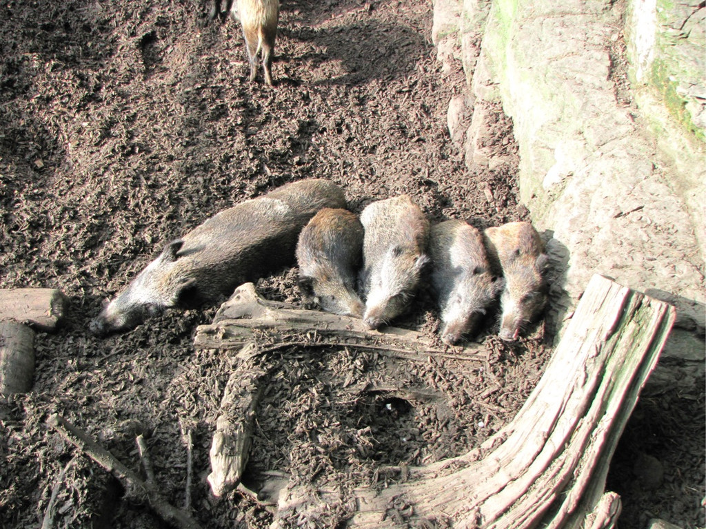 BK_wildpark_FK 71_jpg-1318800819