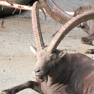 BK_wildpark_FK 72_jpg-1318800822