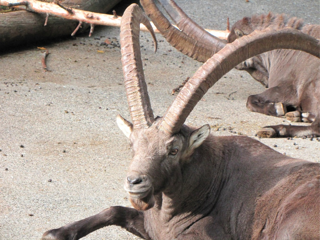 BK_wildpark_FK 72_jpg-1318800822