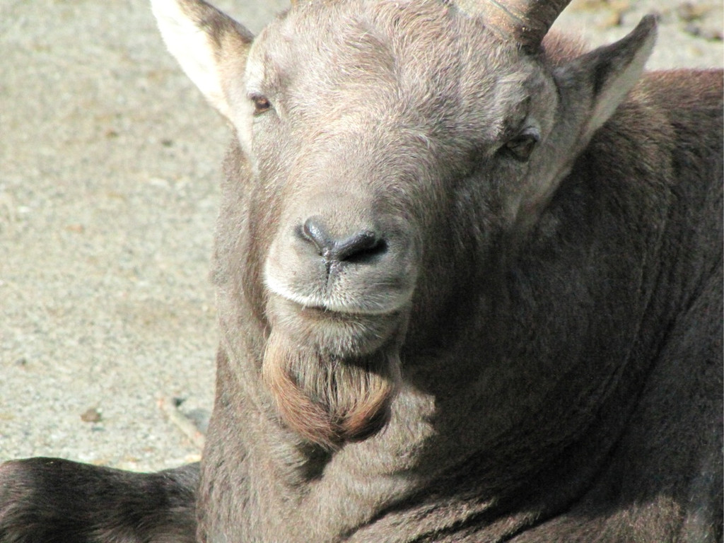 BK_wildpark_FK 73_jpg-1318800825