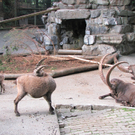 BK_wildpark_FK 74_jpg-1318800829