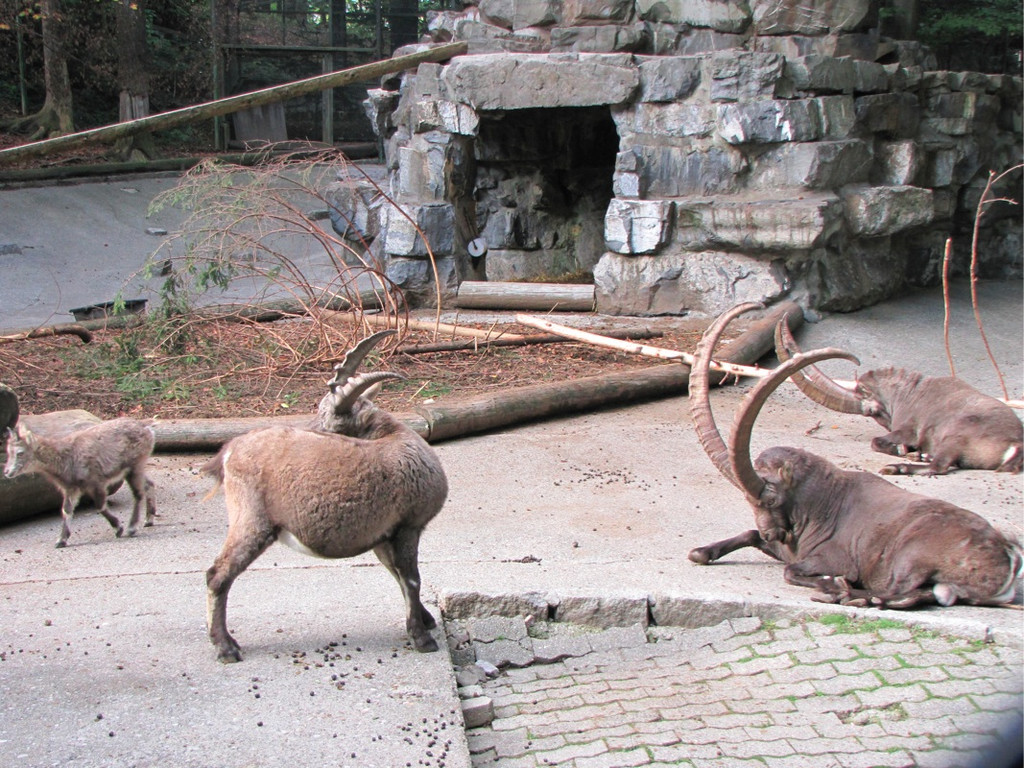 BK_wildpark_FK 74_jpg-1318800829