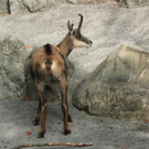 BK_wildpark_FK 76_jpg-1318800835