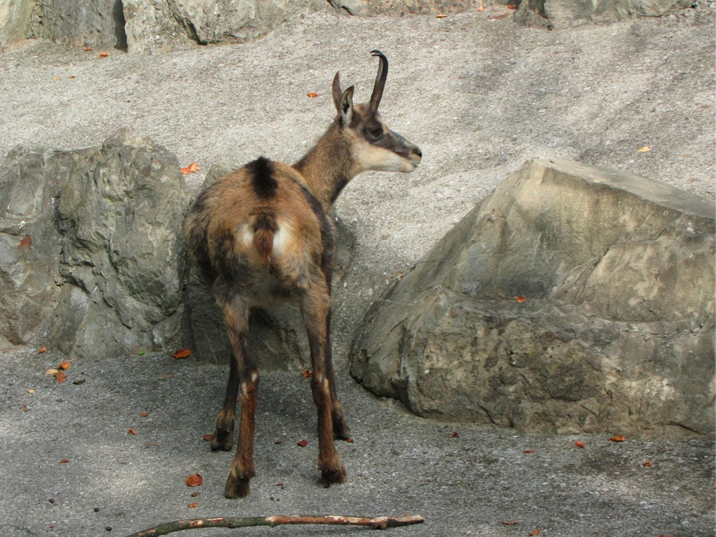 BK_wildpark_FK 76_jpg-1318800835