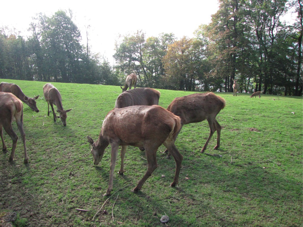 BK_wildpark_FK 77_jpg-1318800842