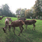 BK_wildpark_FK 78_jpg-1318800846