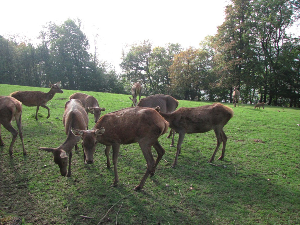 BK_wildpark_FK 78_jpg-1318800846