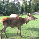 BK_wildpark_FK 79_jpg-1318800850