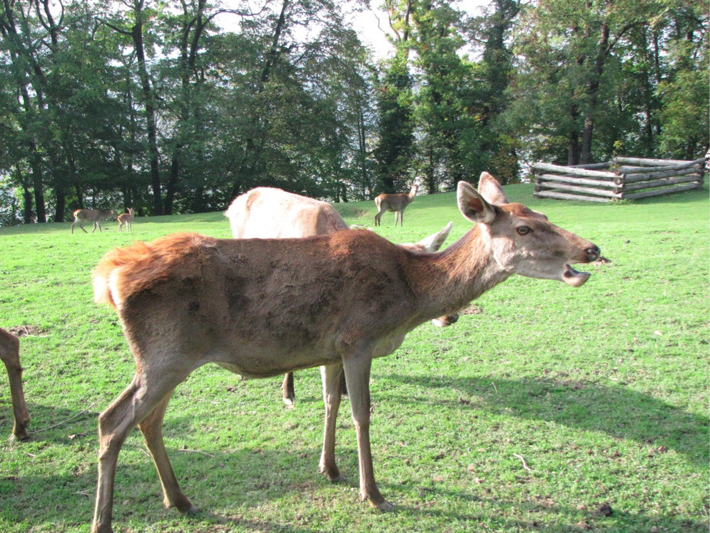 BK_wildpark_FK 79_jpg-1318800850