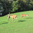 BK_wildpark_FK 80_jpg-1318800854