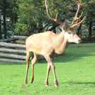 BK_wildpark_FK 81_jpg-1318800858