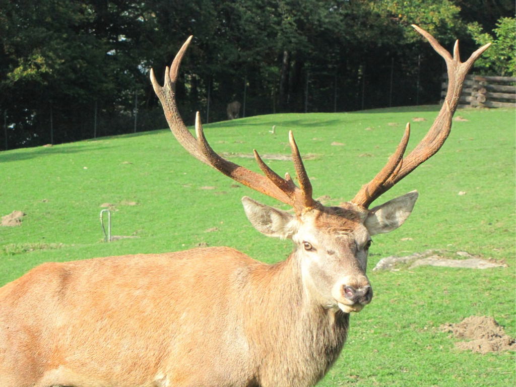 BK_wildpark_FK 82_jpg-1318800861