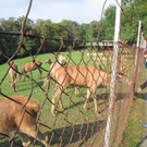 BK_wildpark_FK 83_jpg-1318800865