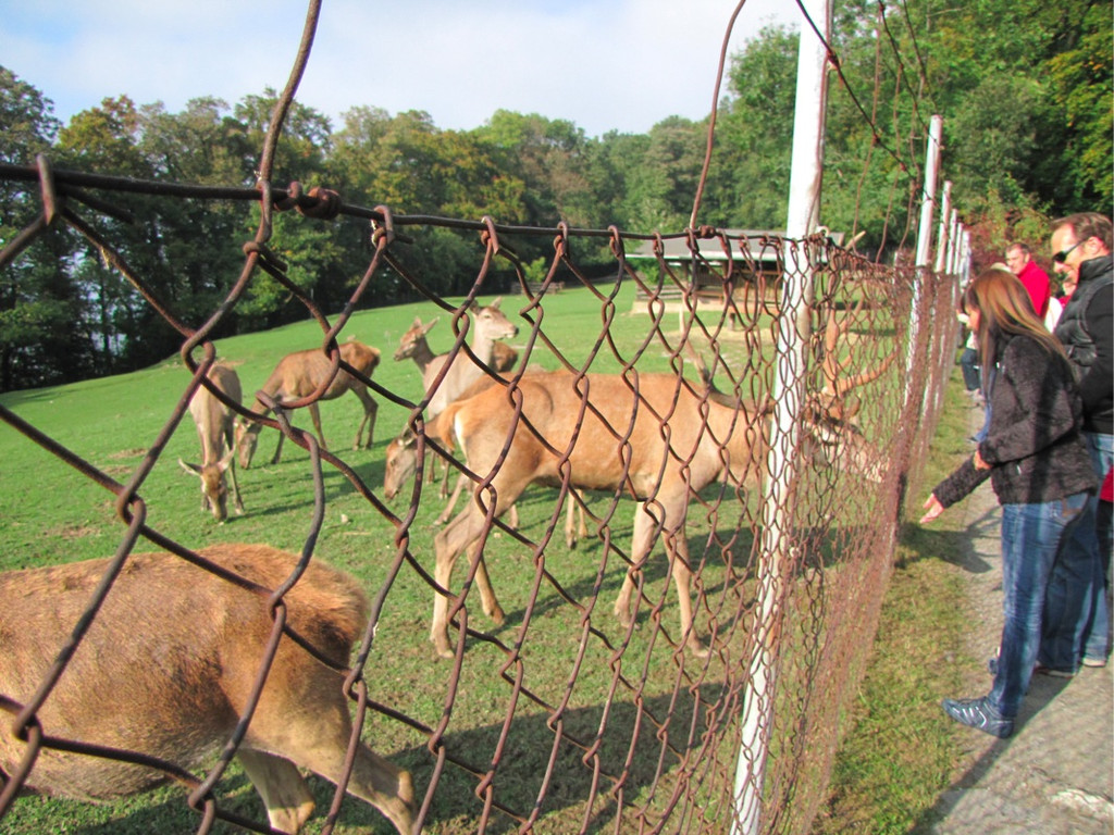 BK_wildpark_FK 83_jpg-1318800865