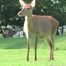 BK_wildpark_FK 84_jpg-1318800871