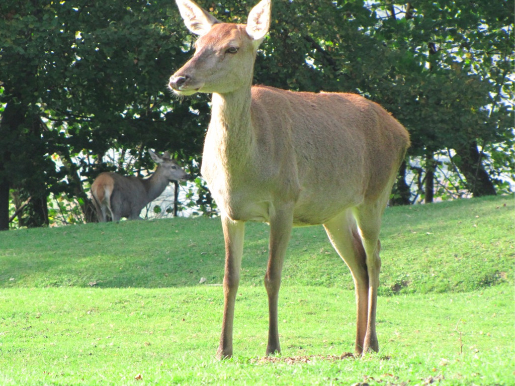 BK_wildpark_FK 84_jpg-1318800871