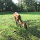 BK_wildpark_FK 85_jpg-1318800875