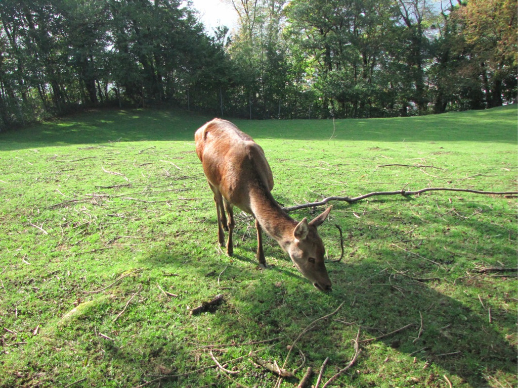 BK_wildpark_FK 85_jpg-1318800875