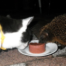 Kater und Igel teilen freundschaftlich