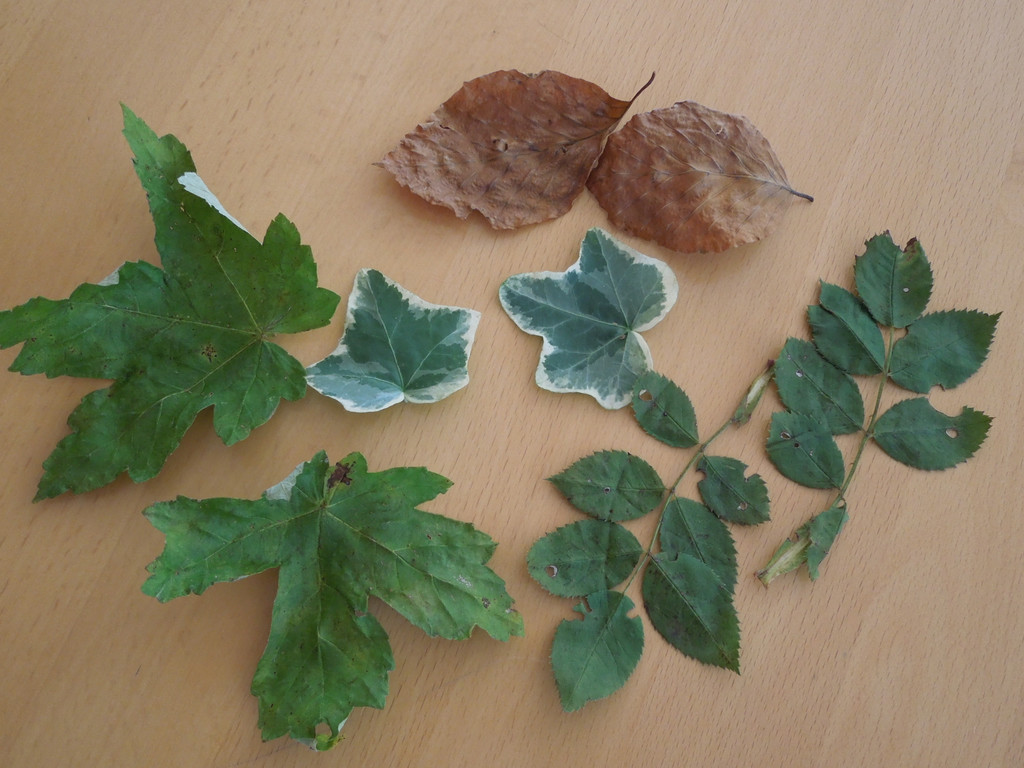Oktober 20 001.JPG