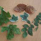 Ein tolles Herbst-Memory