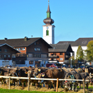 Jubiläumsausstellung anlässlichlich 110 Jahre Viehzuchtverein Hittisau