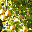 112_7036_JPG-1318887092