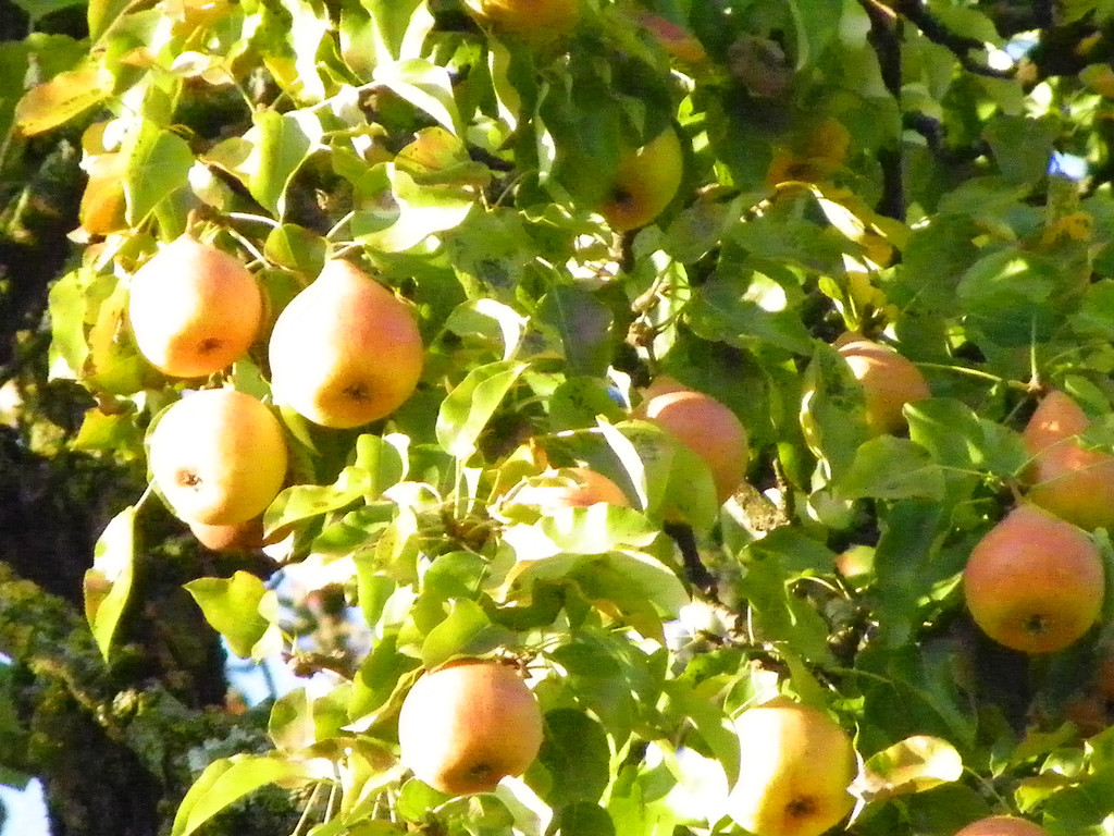 112_7036_JPG-1318887092