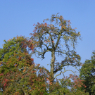 112_7077_JPG-1318887199