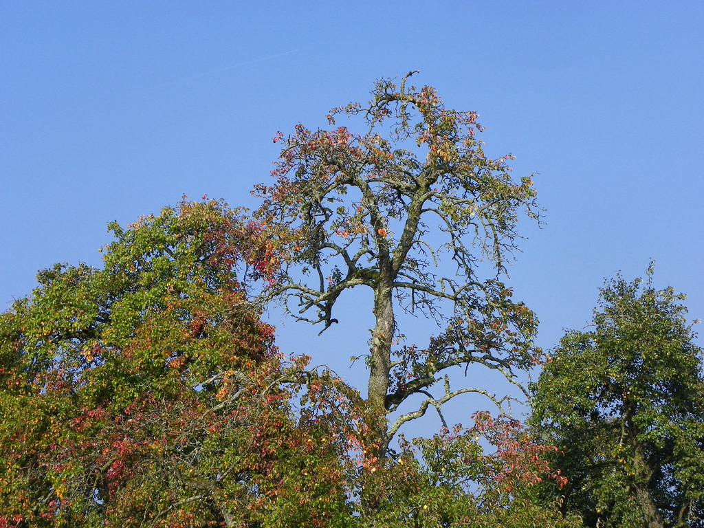 112_7077_JPG-1318887199