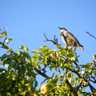 112_7044_JPG-1318887102