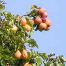 112_7069_JPG-1318887160