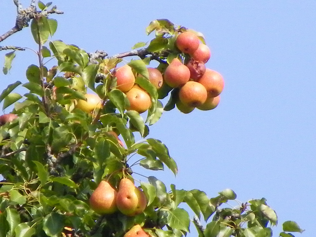 112_7069_JPG-1318887160