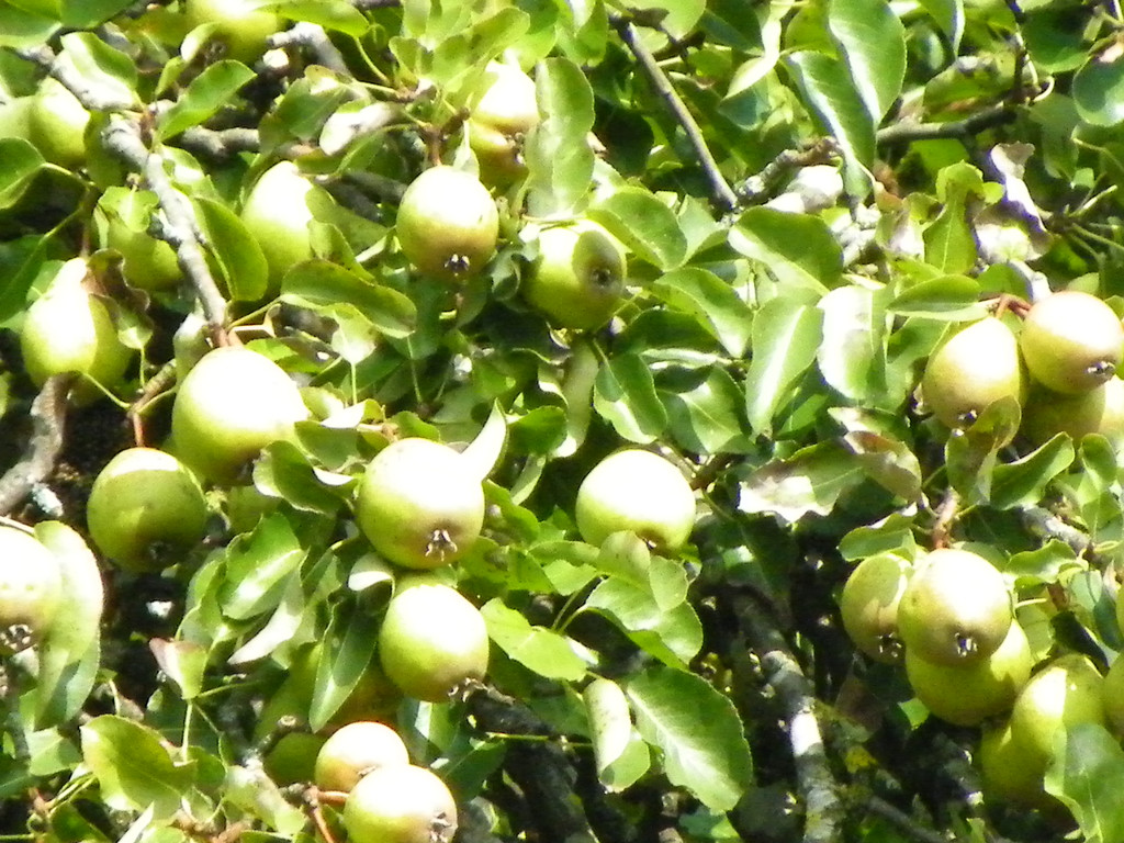 112_7063_JPG-1318887140