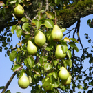 112_7076_JPG-1318887190